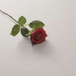 PR ローズ PR ローズ