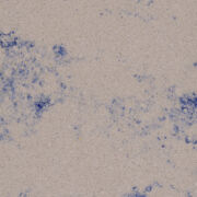 VenatiCollection-1952OKITEオキテ